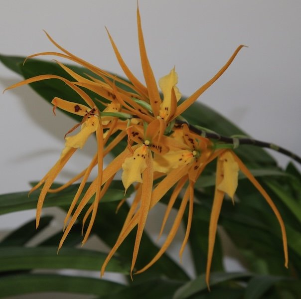 brassia